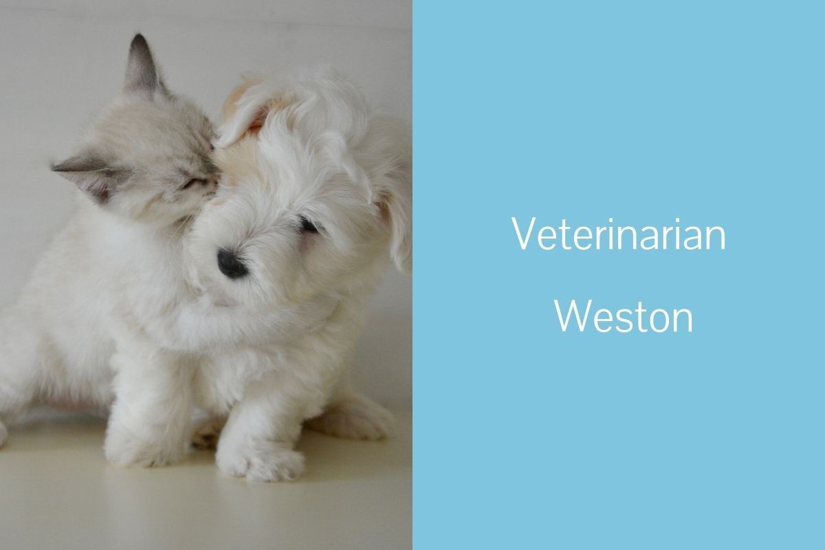 Veterinarian-Weston