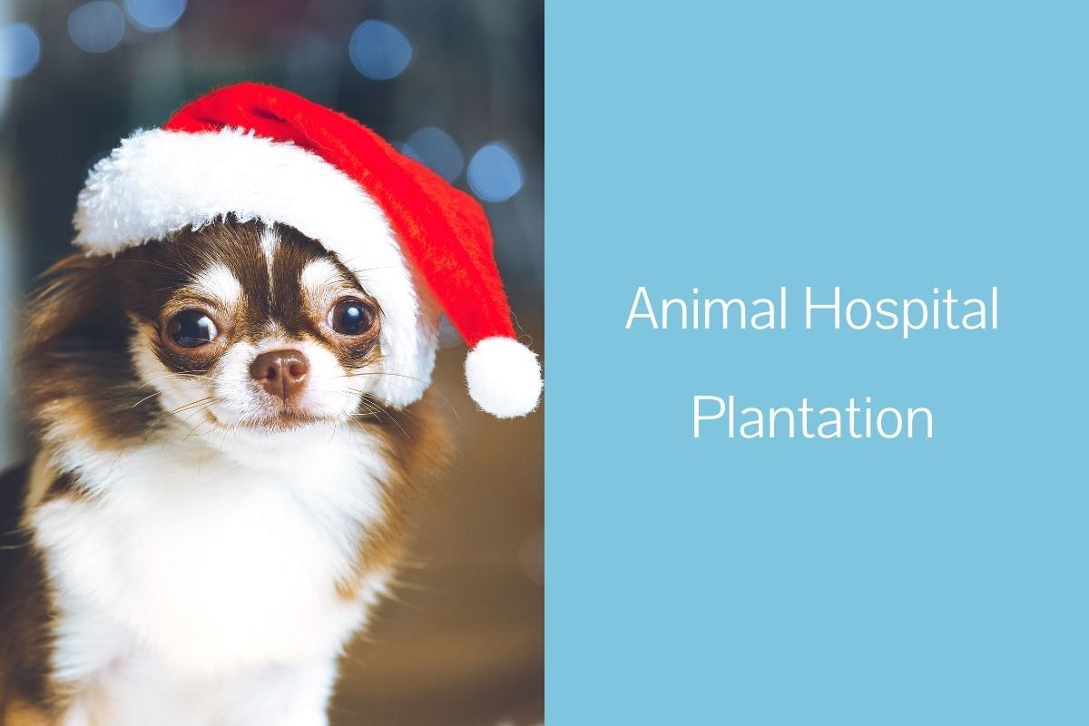 Animal Hospital Plantation - Blog