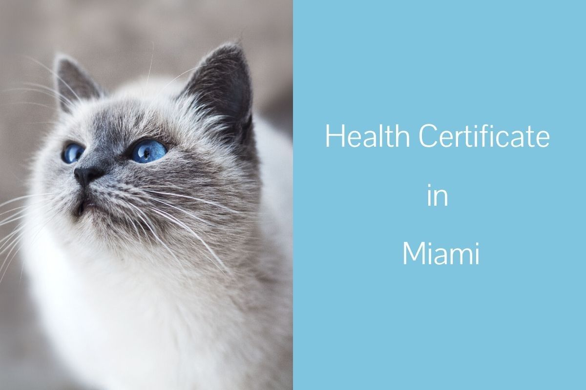 Health-Certificate-in-Miami