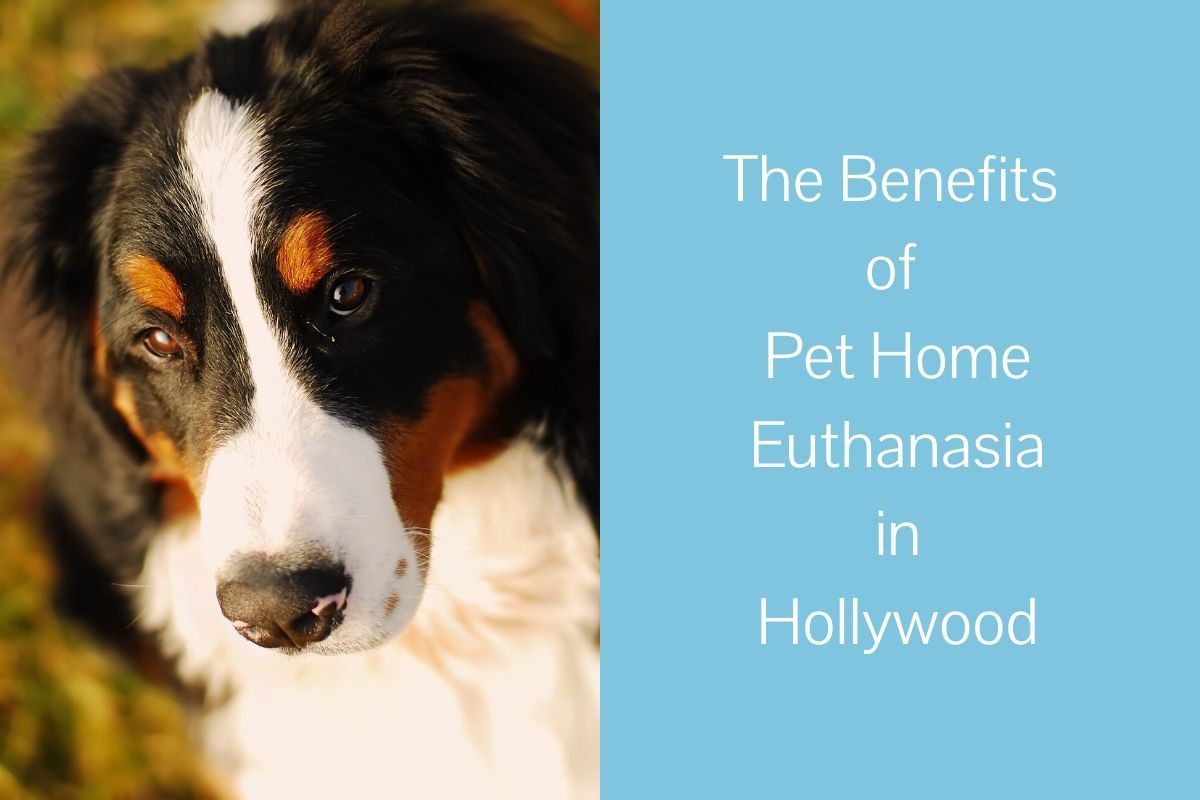 The Benefits of Pet Home Euthanasia in Hollywood - Blog