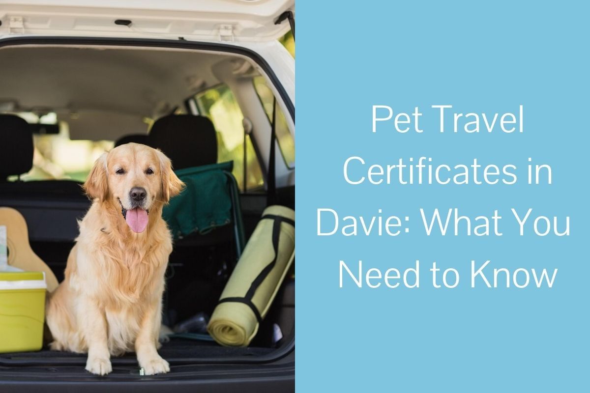 Pet Travel Certificates in Davie What You Need to Know Blog