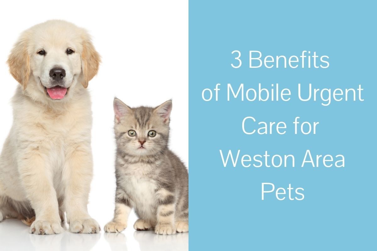 3 Benefits Of Mobile Urgent Care For Weston Area Pets Blog