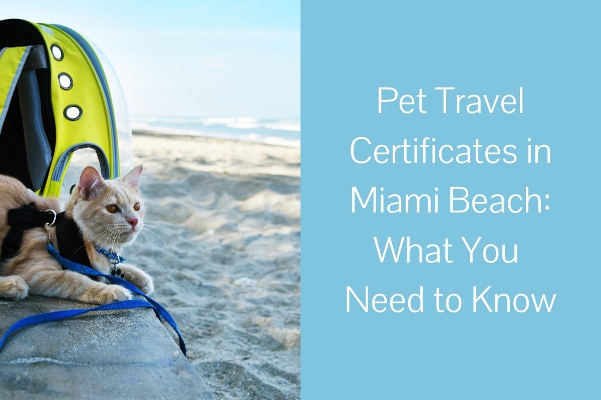 Pet Travel Certificates in Miami Beach: What You Need to Know Blog