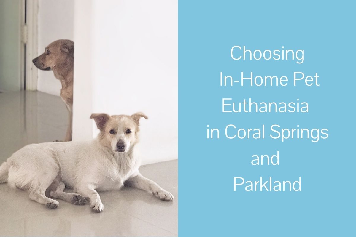 Choosing In-Home Pet Euthanasia in Coral Springs and Parkland - Blog Choosing In-Home Pet Euthanasia in Coral Springs and Parkland - Blog