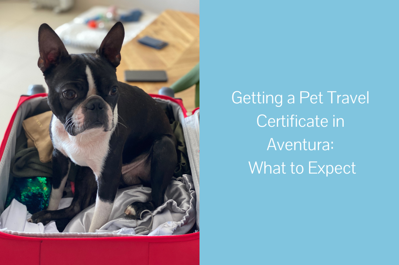 Getting-a-Pet-Travel-Certificate-in-Aventura-What-to-Expect