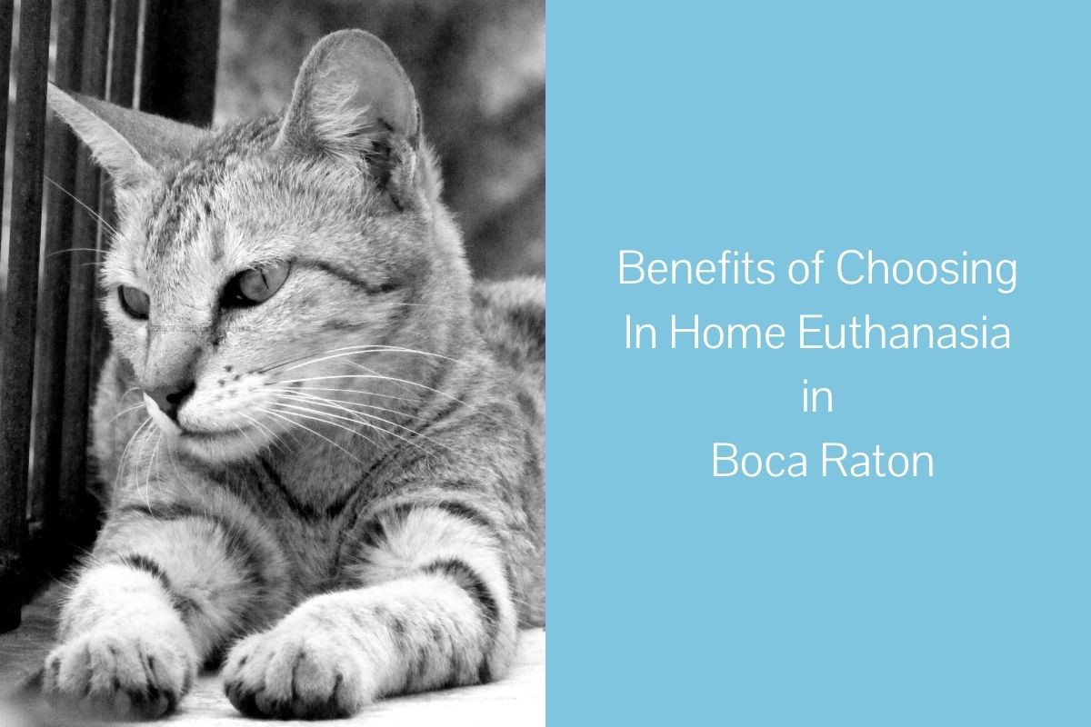 Benefits-of-Choosing-In-Home-Euthanasia-in-Boca-Raton
