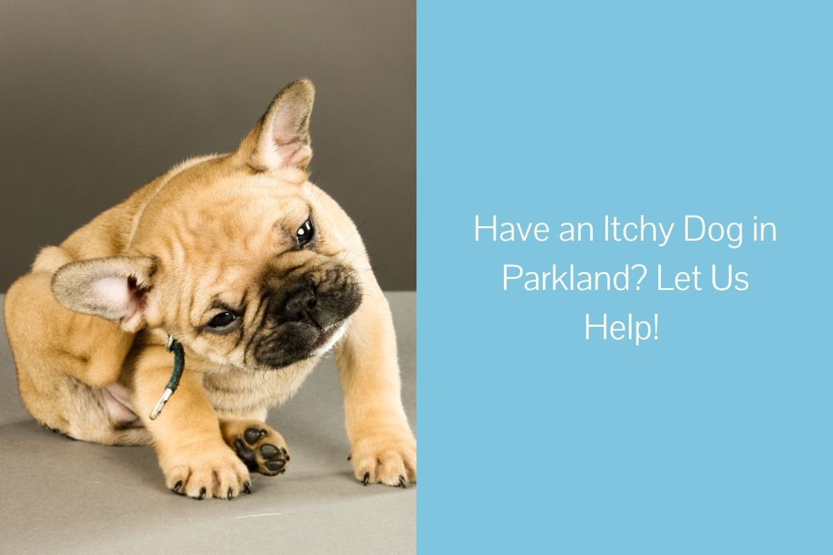 Have-an-Itchy-Dog-in-Parkland-Let-Us-Help-