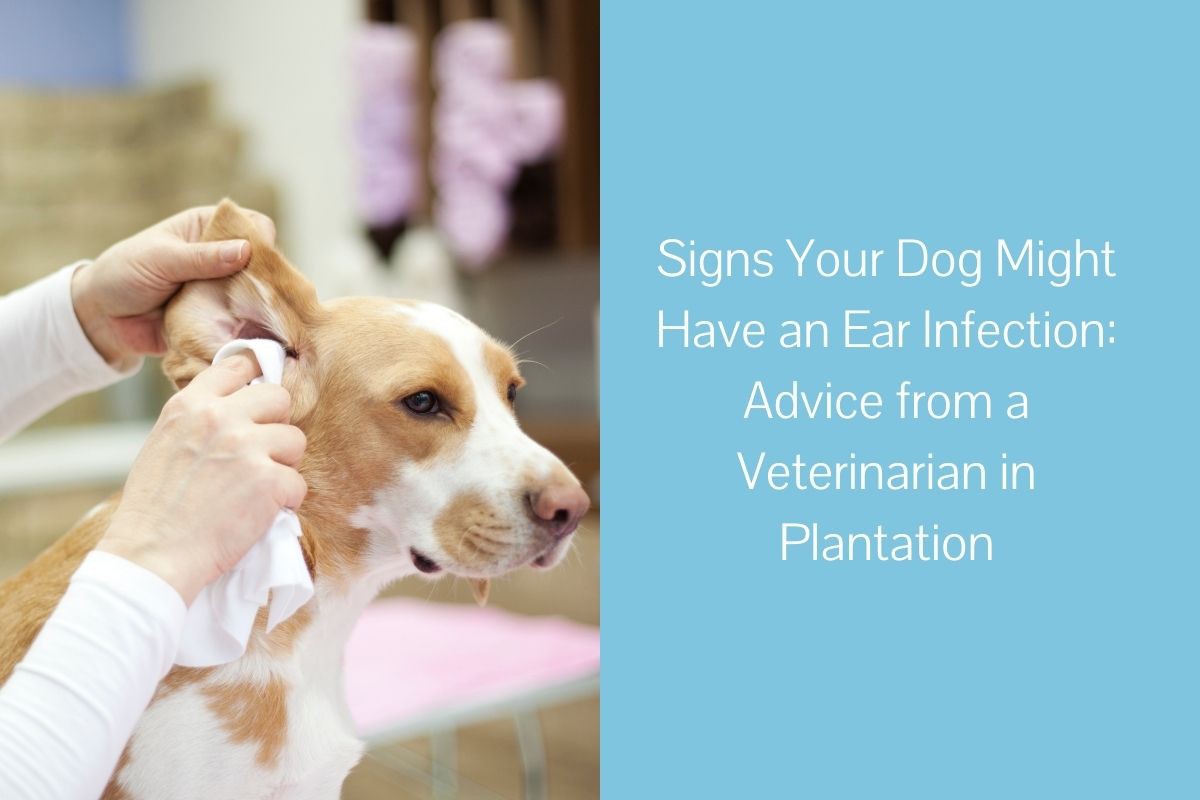 Signs Your Dog Might Have an Ear Infection: Advice from a Veterinarian ...