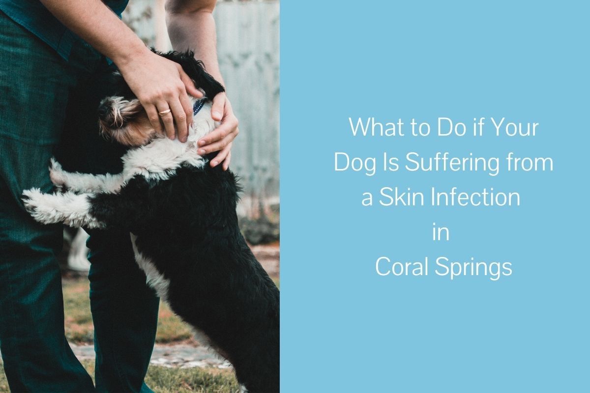 What-to-Do-if-Your-Dog-Is-Suffering-from-a-Skin-Infection-in-Coral-Springs