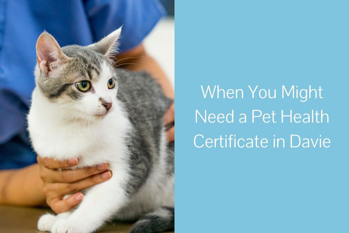 When-You-Might-Need-a-Pet-Health-Certificate-in-Davie-1