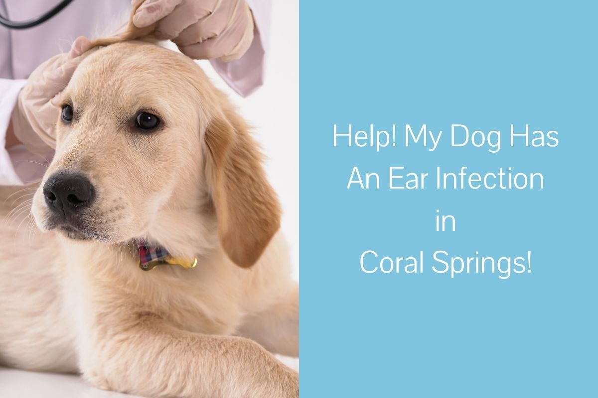 Help! My Dog Has An Ear Infection in Coral Springs! - Blog