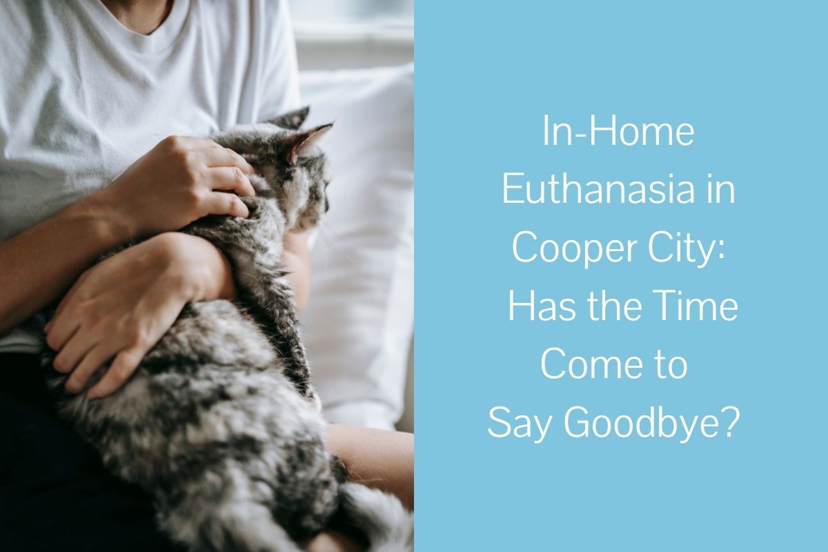 In-Home-Euthanasia-in-Cooper-City-Has-the-Time-Come-to-Say-Goodbye
