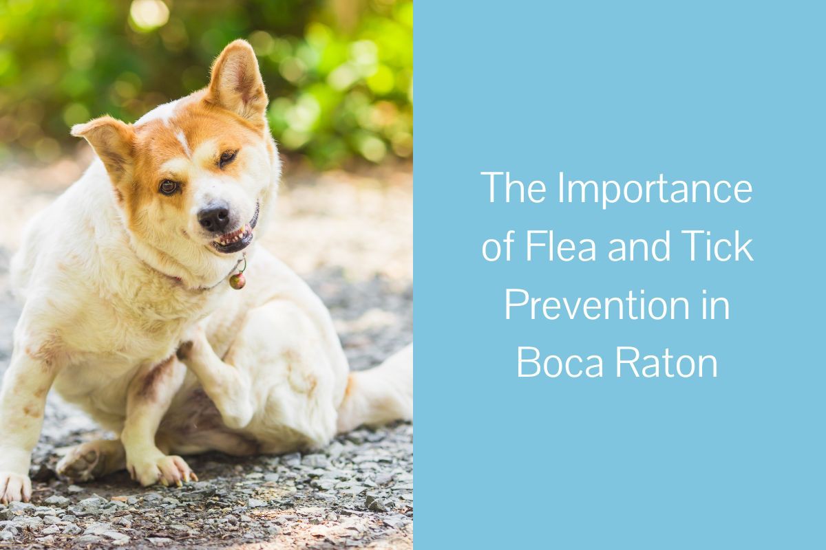 The-Importance-of-Flea-and-Tick-Prevention-in-Boca-Raton