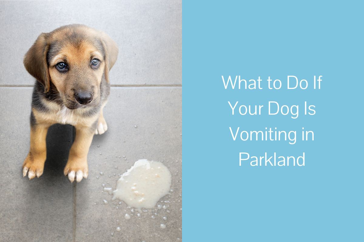 What To Do If Your Dog Is Vomiting And Pooping at Abby Arthur blog