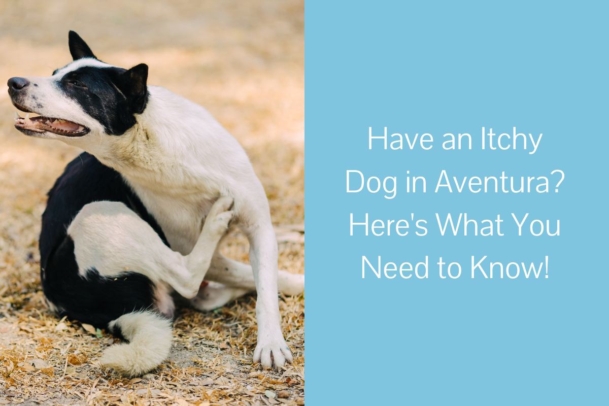 Have-an-Itchy-Dog-in-Aventura-Heres-What-You-Need-to-Know