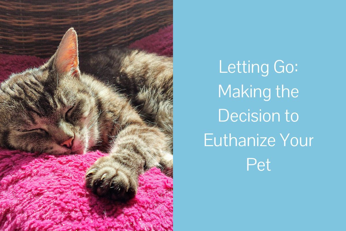 Letting-Go-Making-the-Decision-to-Euthanize-Your-Pet