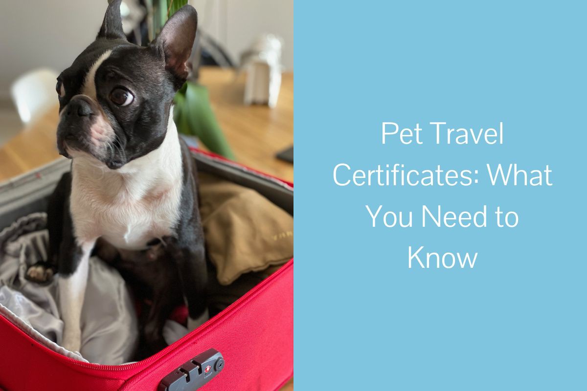 Pet-Travel-Certificates-What-You-Need-to-Know