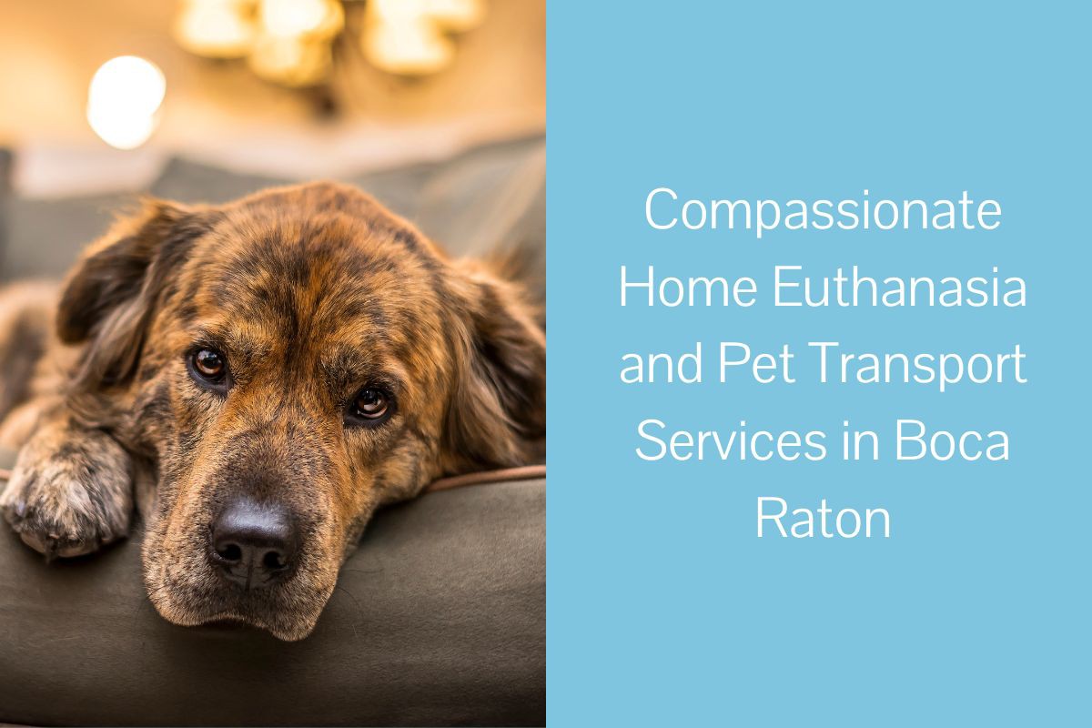 Compassionate-Home-Euthanasia-and-Pet-Transport-Services-in-Boca-Raton