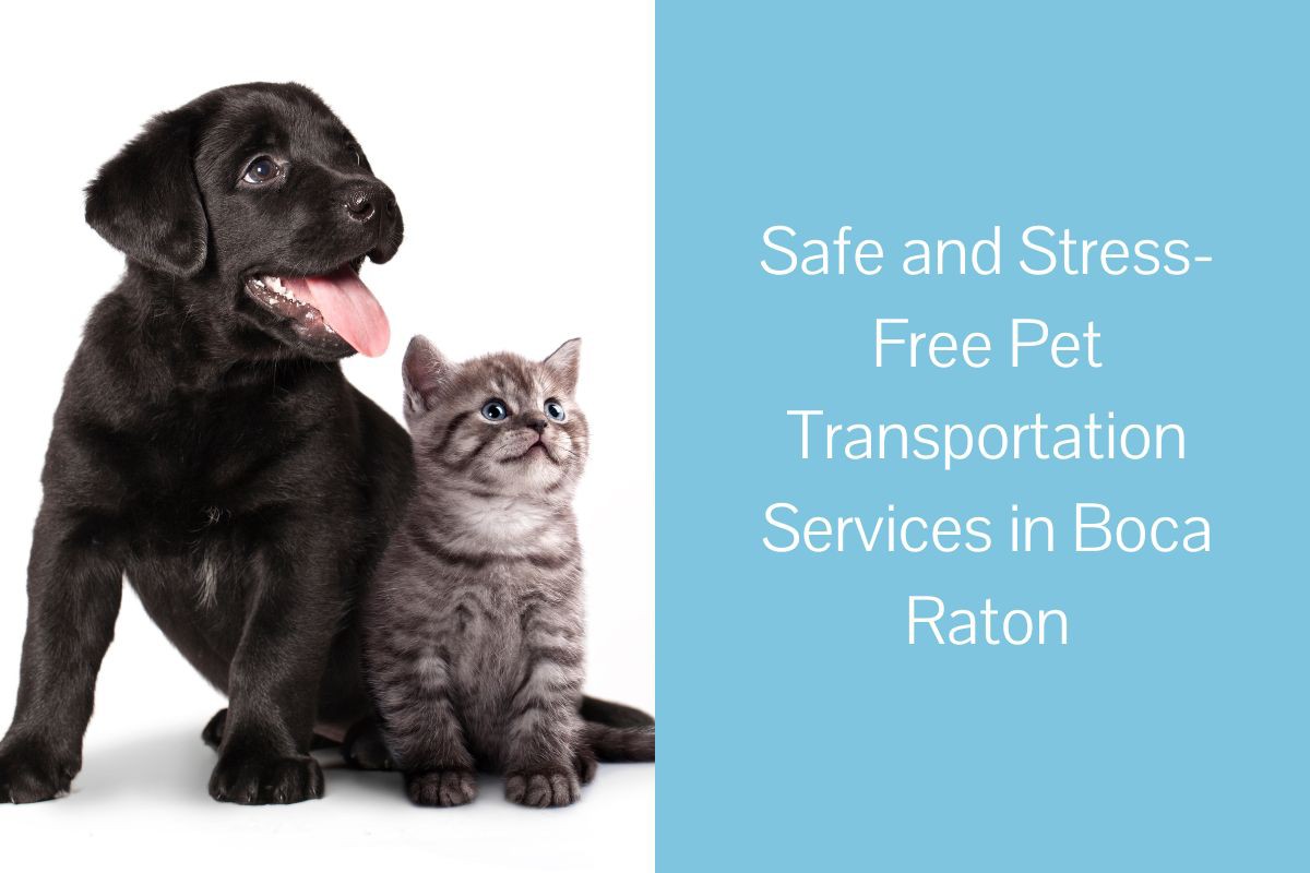 Safe-and-Stress-Free-Pet-Transportation-Services-in-Boca-Raton