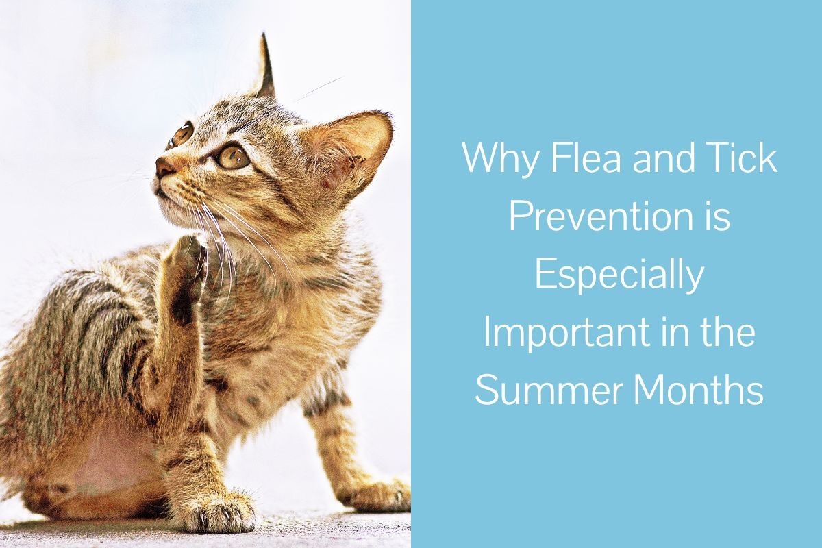 Why-Flea-and-Tick-Prevention-is-Especially-Important-in-the-Summer-Months