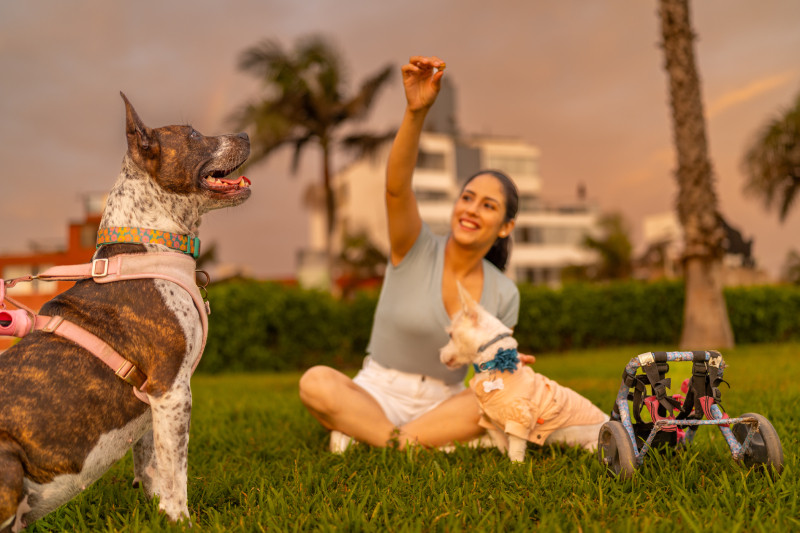 young-woman-sitting-giving-treats-to-her-dogs-in-t-2024-03-06-04-00-00-utc-1