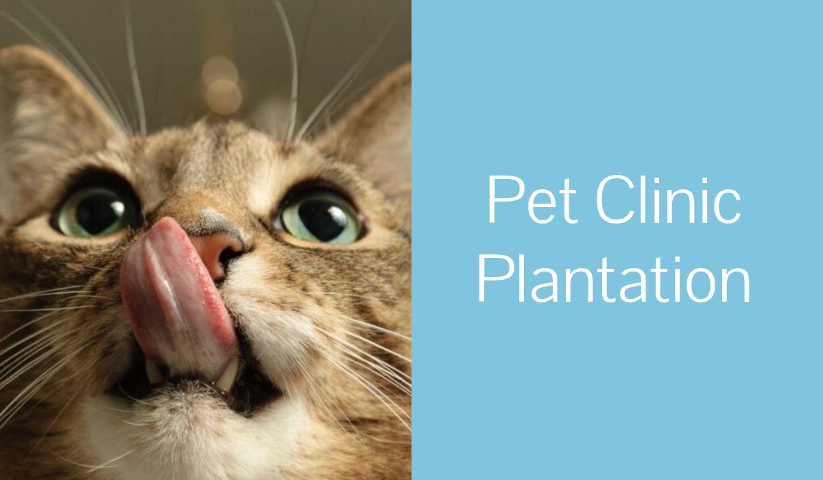 Pet Clinic Plantation - Blog