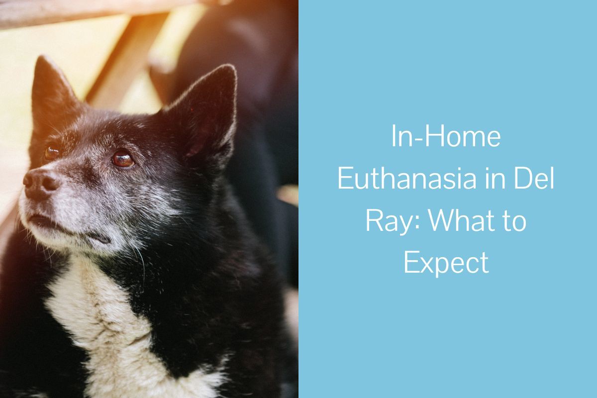 In-Home-Euthanasia-in-Del-Ray-What-to-Expect