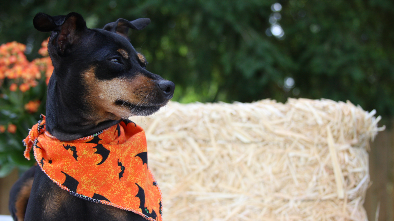 Dog in a Halloween bandana seated next to a hay bale.