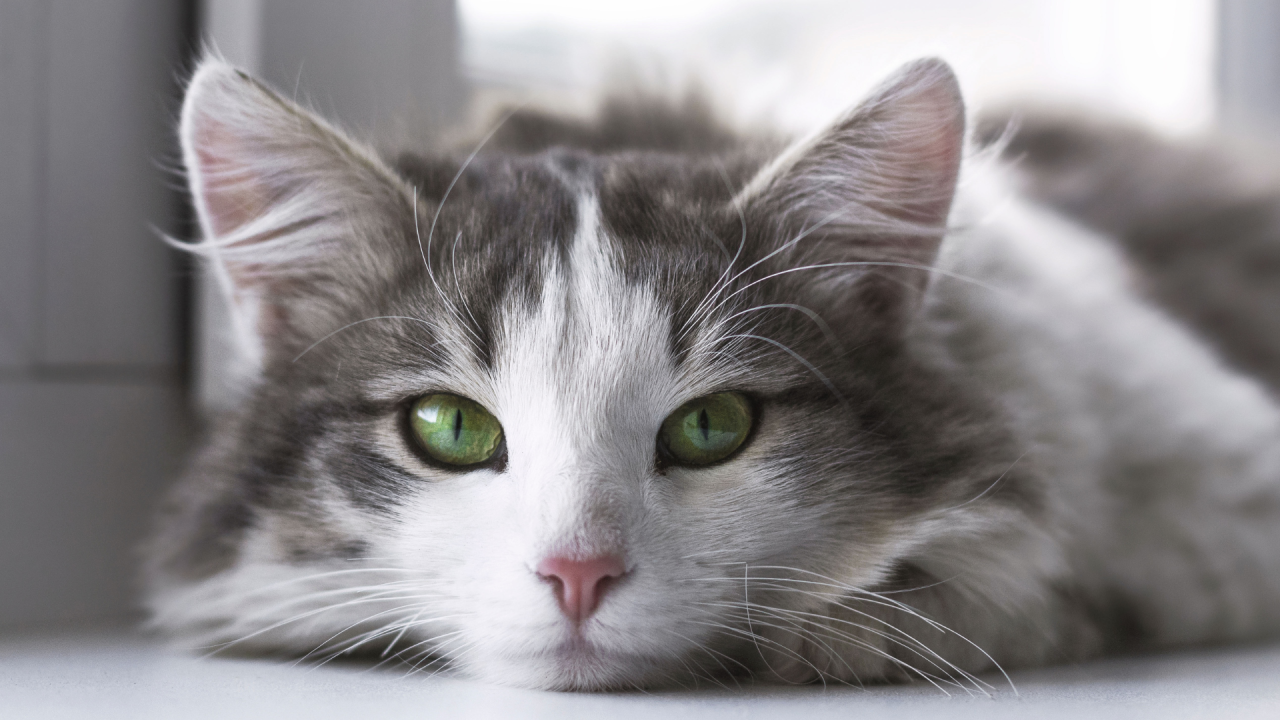 Close-up of a fluffy gray and white cat with striking green eyes.