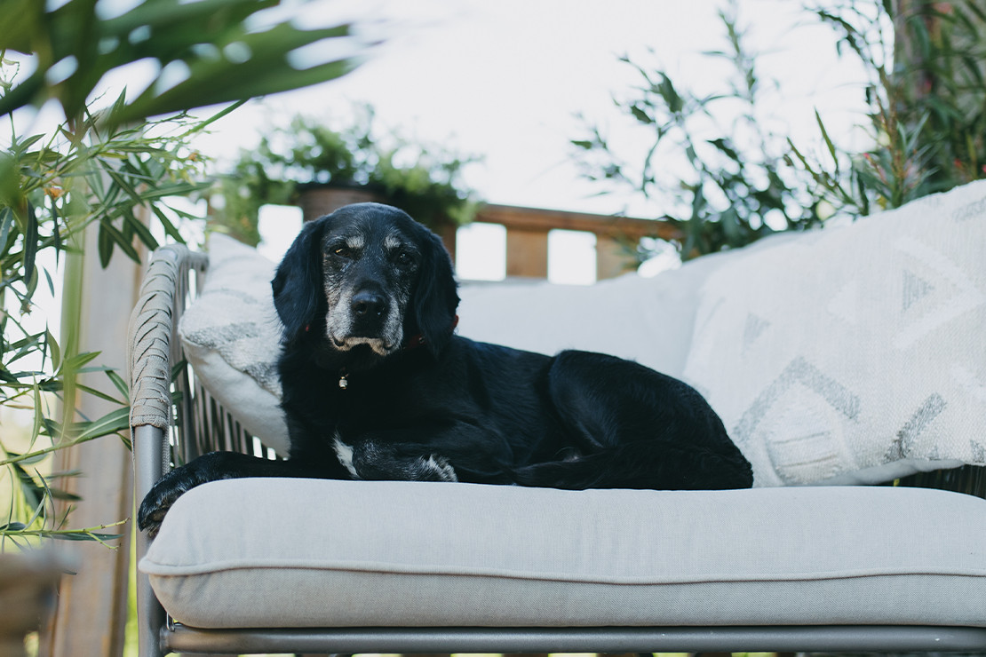 Black dog resting on an outdoor couch with cushions.