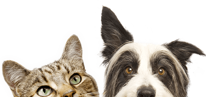 A tabby cat and a black and white dog looking forward.