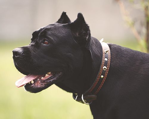 Black dog with a studded collar, panting and looking to the side.