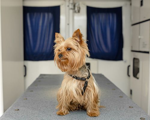 Yorkshire Terrier sitting on a narrow table inside a room.