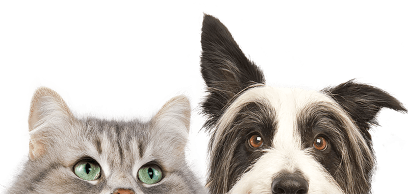 Close-up of a grey tabby cat and a black and white Border Collie looking forward.
