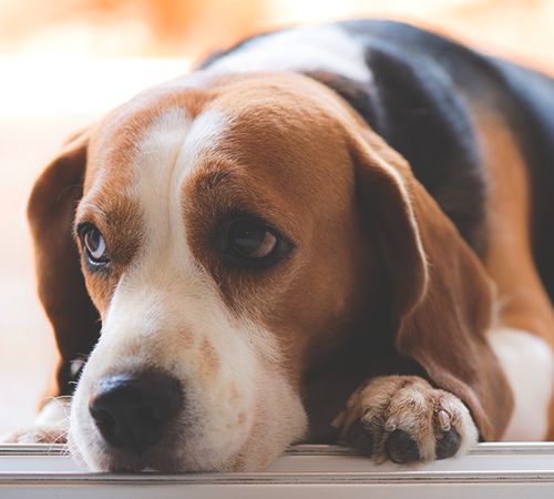 Close-up of a melancholic beagle lying down with a focused gaze.