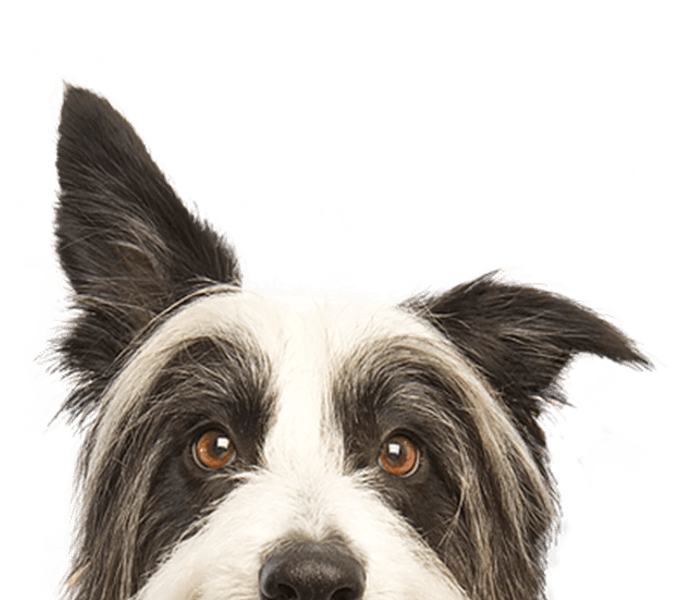 Close-up of a black and white Border Collie with attentive eyes.