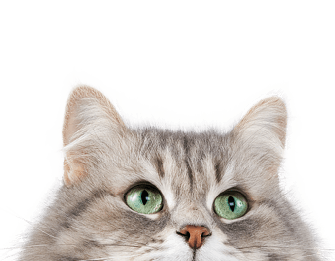 Close-up of a gray tabby cat with striking green eyes.