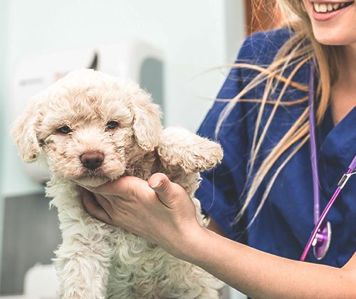 A veterinarian holding a fluffy, light-colored puppy.
