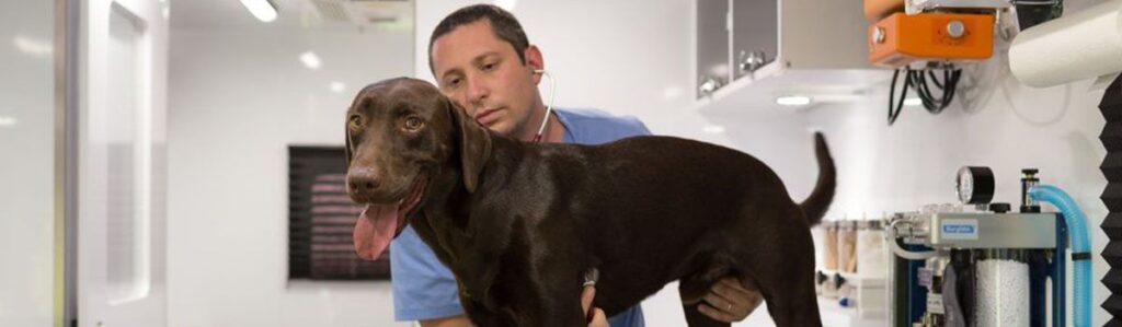 Veterinarian examining a brown dog in a clinic.