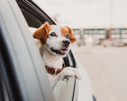 A happy dog peering out of a car window.