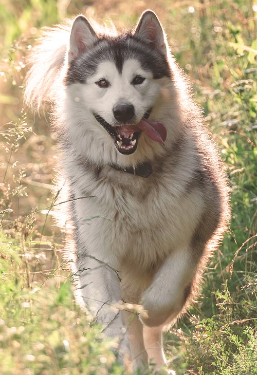 A happy Siberian Husky running through a sunlit field.