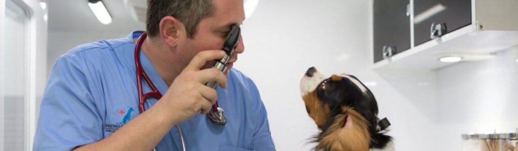 Veterinarian examining a dog with an otoscope in a clinic.
