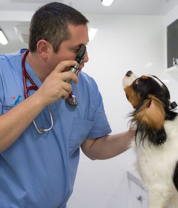 Veterinarian examining a dog's eye.