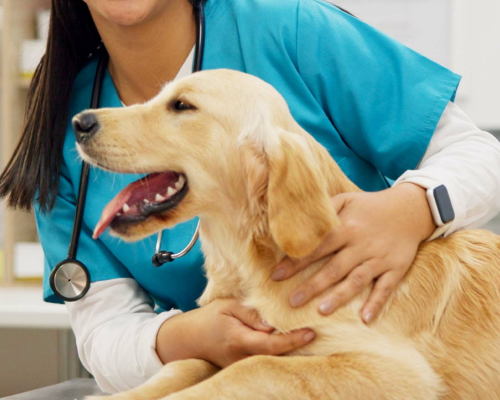 Veterinarian examining a happy golden retriever.