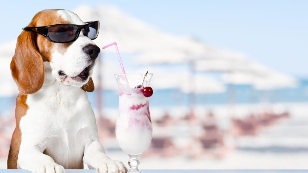 Dog wearing sunglasses next to a milkshake on a beach.