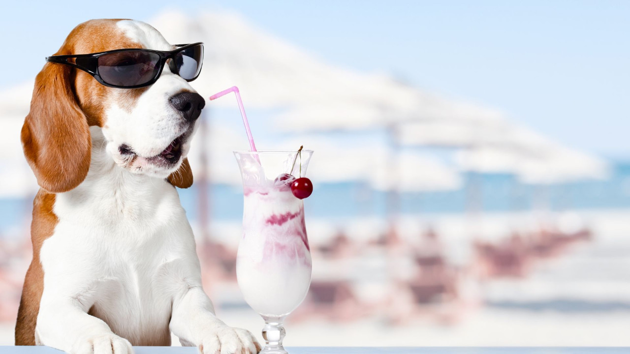 Dog wearing sunglasses next to a milkshake on a beach.