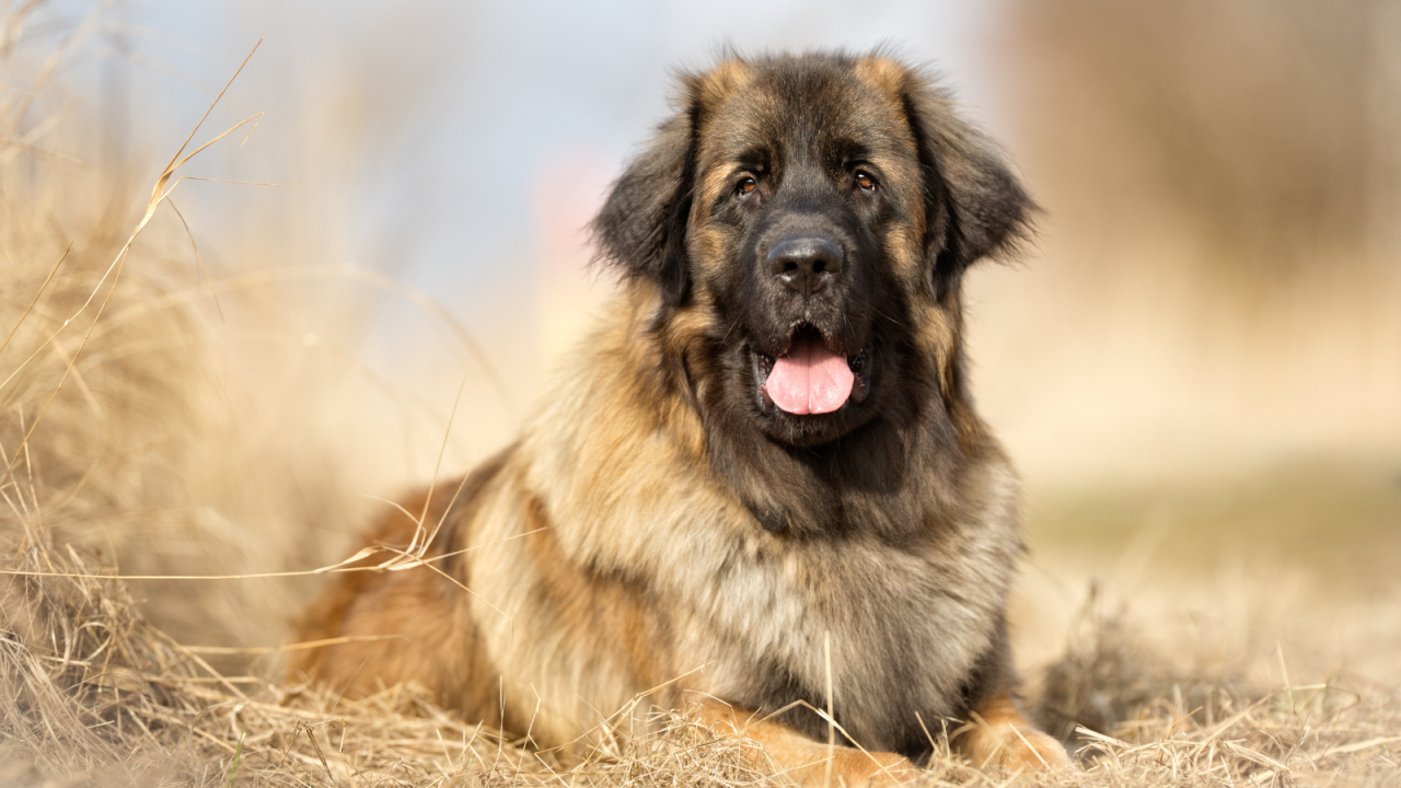 A large fluffy dog lying in dry grass with a happy expression.