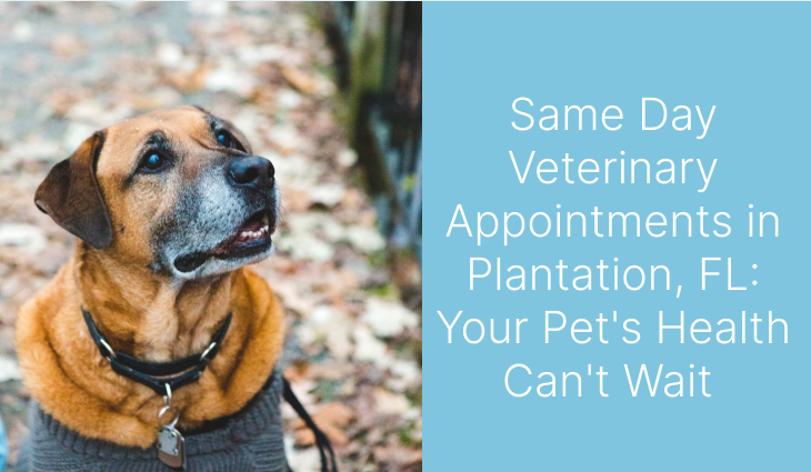 Brown dog in a collar and sweater looking up attentively.