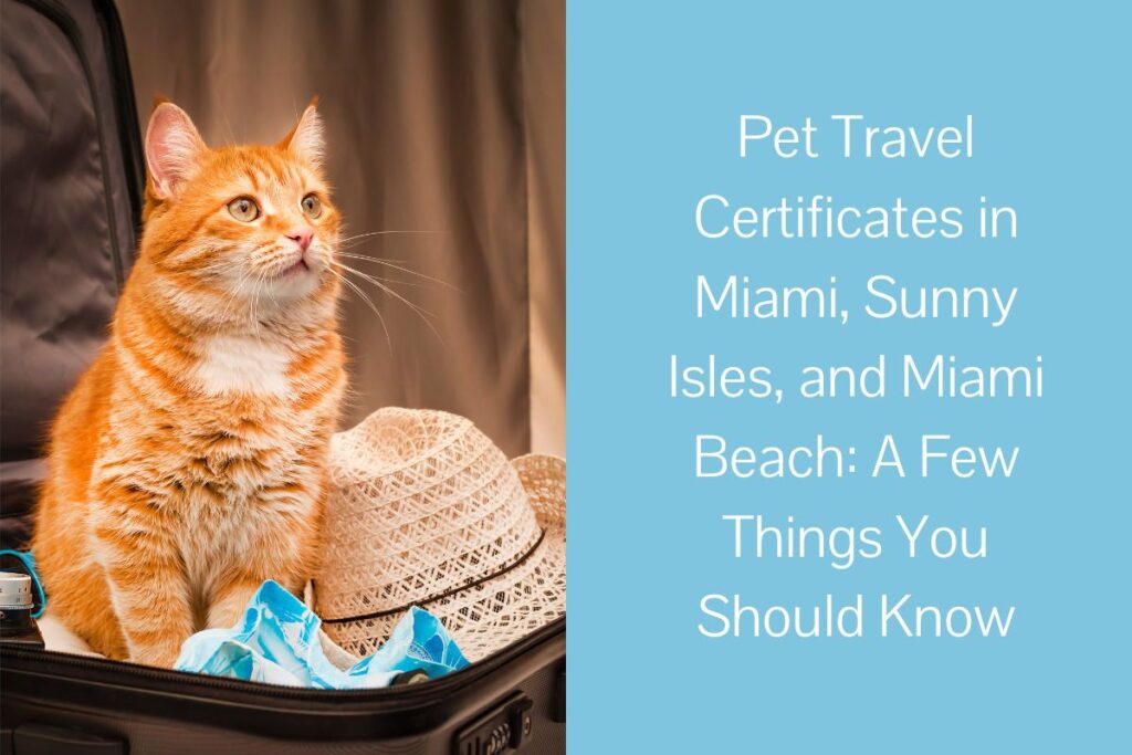 Orange cat sitting in an open suitcase next to a straw hat.