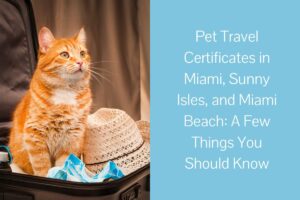 Orange cat sitting in an open suitcase next to a straw hat.